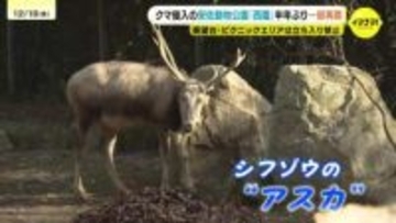 「レッサーパンダなどようやく見られる」安佐動物公園の西園が半年ぶりに再開　野生のクマ出没で全面閉鎖