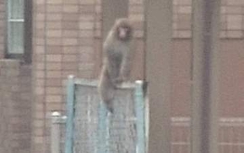 【速報】広島市中区にサル出没　警察がパトロール強化　目撃した住民「野良猫だと思って、よく見たらサルだったので驚いた」