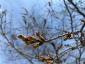【全国各地でかなりの高温に】サクラの開花に影響は？22～24日頃から著しい高温に　開花発表後は一気に咲き進むか