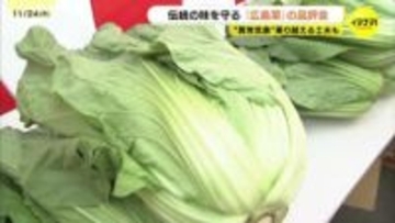 伝統の味を守る　日本三大菜漬の1つ「広島菜」　広島市で姿・形競う品評会　異常気象乗り越える工夫も