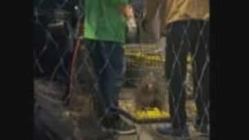 広島市中心部にサル 新しい群れを探している“放浪オス”の可能性　「山から離れた中心部にまで来たという面はめずらしい」　市内中心部で一週間にわたり生活し捕獲