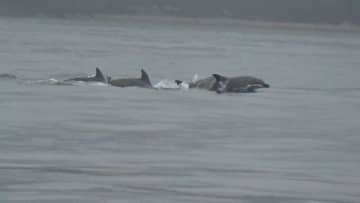 宮島沖でイルカの群れ(約10頭)を発見！　厳島神社の大鳥居やフェリーの近くを悠々と　海上保安部の職員が船から見つける　広島