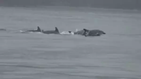 宮島沖でイルカの群れ(約10頭)を発見！　厳島神社の大鳥居やフェリーの近くを悠々と　海上保安部の職員が船から見つける　広島