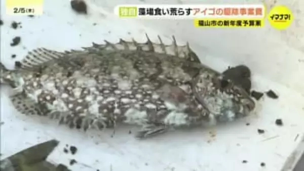 【独自】新年度予算案に藻場食害のアイゴ対策　リサイクル工場建替計画の策定費も　広島県福山市　一般会計2077億円