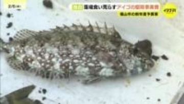 【独自】新年度予算案に藻場食害のアイゴ対策　リサイクル工場建替計画の策定費も　広島県福山市　一般会計2077億円