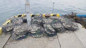 カキ約5000個などをカキ筏から盗んだか 30代の男2人を逮捕 広島県廿日市市の水産会社が去年12月に被害相談 広島海上保安部