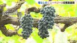 「色づき・甘み・酸味の３拍子　種なしぶどうのニューベリーA　三次市で出荷ピーク　広島」の画像1