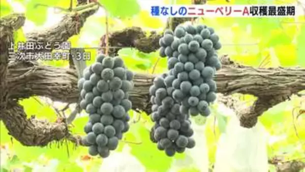 色づき・甘み・酸味の３拍子　種なしぶどうのニューベリーA　三次市で出荷ピーク　広島