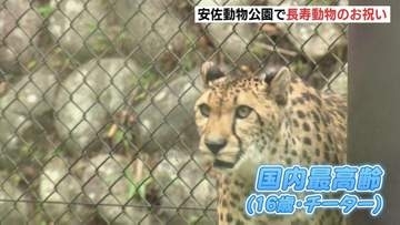 「もっちりしてた」　国内最高齢16歳チーターや推定50歳チンパンジーを表彰　安佐動物公園で敬老の日恒例の長寿祝うイベント　高齢のヒツジとのふれあいも　広島