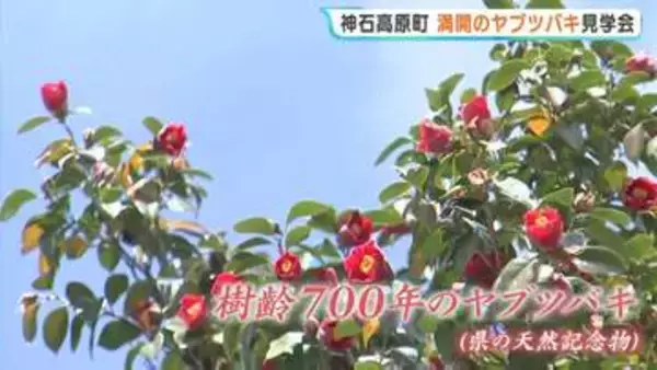 樹齢700年　境内染める「赤い絨毯」　神石高原町でヤブツバキが満開　1315年の植樹から衰えぬ生命力　広島