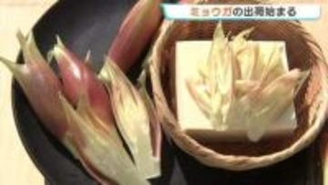 「広島産を食べて」県内唯一の産地・大崎上島でミョウガ出荷　独自の遮光栽培で色鮮やか　えぐみ少なく