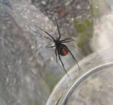 「側溝でセアカゴケグモ　近隣住民が発見し殺虫剤で駆除　雌１匹　周辺では２年前にも確認　広島県三原市」の画像1