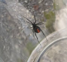 側溝でセアカゴケグモ　近隣住民が発見し殺虫剤で駆除　雌１匹　周辺では２年前にも確認　広島県三原市