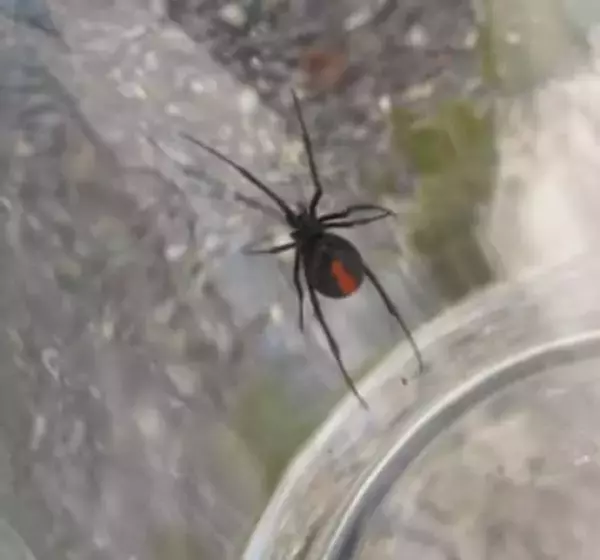 側溝でセアカゴケグモ　近隣住民が発見し殺虫剤で駆除　雌１匹　周辺では２年前にも確認　広島県三原市