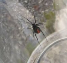 側溝でセアカゴケグモ　近隣住民が発見し殺虫剤で駆除　雌１匹　周辺では２年前にも確認　広島県三原市