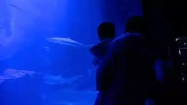 博多湾の夜景を背景にイルカがジャンプ、ライトアップされた水槽で2万匹のイワシショー　マリンワールド海の中道「夜のすいぞくかん」2日から開催