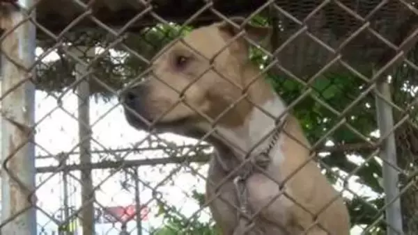 ”世界最強の犬”ピットブル被害で福岡市が規制強化を検討　”全治3か月”被害者は飼い主と和解　「行政はしっかりルールを作ってほしい」