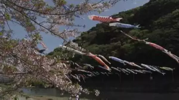 約６００匹のこいのぼりが”紫川を泳ぐ”　子供たちによる「こいのぼり掲揚体験」　北九州・小倉南区