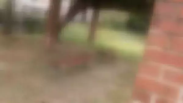 泥酔した27歳女性に対する公園での性的暴行を自供「酒が入って性欲が抑えきれなくなりやってしまった」22歳会社員の男　3度目の逮捕