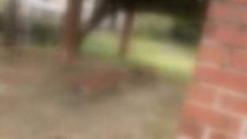 ｢酒が入って性欲が抑えきれなくなりやってしまった｣公園で泥酔した27歳女性に対する性的暴行を自供　22歳会社員の男3度目の逮捕