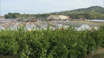 全国に知られる"美味しいみかん”　福岡県みやま市の特産「山川みかん狩り」