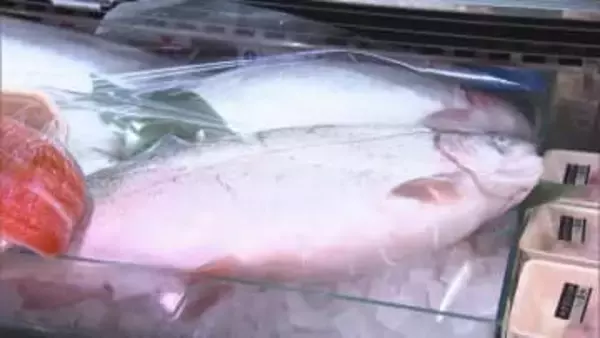 屋内で地下水を使って養殖された宗像サーモンが初出荷　寄生虫の心配がなく安定供給　宗像陸上養殖