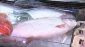 屋内で地下水を使って養殖された宗像サーモンが初出荷　寄生虫の心配がなく安定供給　宗像陸上養殖