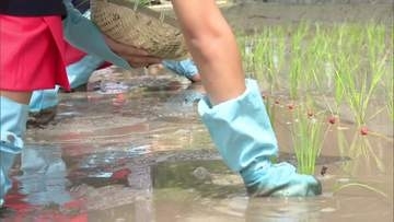 新嘗祭の新米献上に向けた御田植祭　福岡県産米「元気つくし」を田植え　大川市からの献上は６０年ぶり
