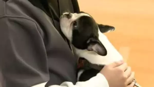 「温かい」「柔らかい」訓練を受けたセラピー犬との触れ合い　不登校の子供たちに変化