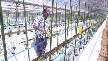 2年連続の試練…大雨の次は地震で「水不足」熊本・日本一のトマト産地で農家が直面する再起への壁「前向きに頑張るしかない」