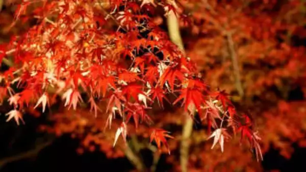 「一番の見頃は今週末」　縁結びの神様「竈門神社」で紅葉のライトアップ　昼間とは違う神秘的な姿に　福岡県太宰府市