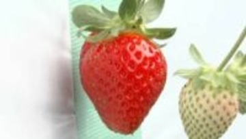 超促成栽培・9月末から収穫できるイチゴ　オール電化栽培2年目は　価格高めでも売れ行き上々　AI活用でコスト削減　九州電力が取り組むスマート農業