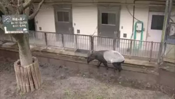 「世界バクの日」を前に福岡市動物園で飼育員がマレーバクについて解説