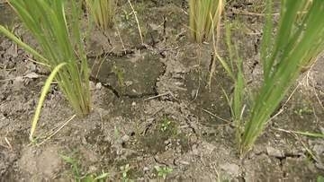 「川に水が全くない」　長引く日照りで水不足が農家を直撃　農作物にも被害が・・・