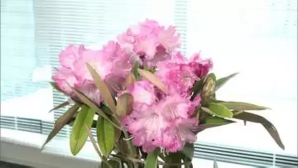 「地域に緑を」八女市にシャクナゲ100本寄贈　福岡トヨペット