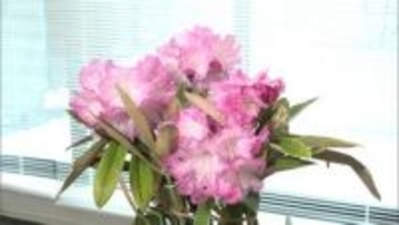 「地域に緑を」八女市にシャクナゲ100本寄贈　福岡トヨペット