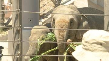 特別ガイドに好物プレゼント　アジアゾウ来園２周年　ミャンマーから福岡市動物園に