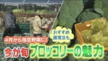 52年ぶり「指定野菜」に追加へ　消費伸びるブロッコリーの魅力　店頭での選び方・調理のポイントは　生産者は少雨の影響懸念も