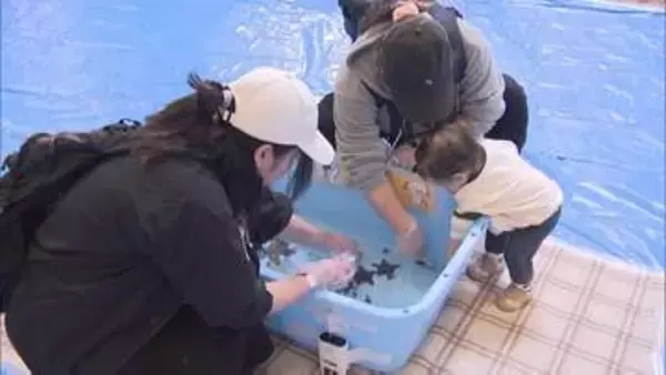 “生きた化石”カブトガニ触る体験も　北九州市の商業施設で「移動水族館」