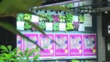 「緑をインストール」市役所と地下鉄・天神駅の緑化が完了　地下鉄・博多駅と福岡空港駅は来年２月に