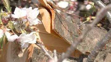 舞鶴公園の桜458本を緊急点検　8割超が「要診断」の危機に樹木医「来年もきれいな桜見られます」”植え替えられない壁”と再生への道　福岡市