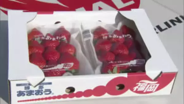 博多あまおうの空輸始まる　翌日首都圏の店頭で販売　来年5月までに全国に出荷する予定
