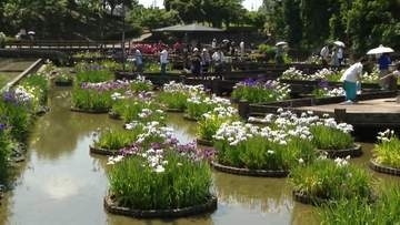 梅雨に映える「ハナショウブ」白や紫色の花が見頃　福岡県みやこ町・豊津花菖蒲園　13日（土）と14日（日）は「みやこ町花しょうぶまつり」を実施
