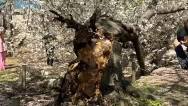 花見客が騒然「福岡城さくらまつり」開催中の舞鶴公園（福岡市中央区）で桜の木が倒れる　けが人なし