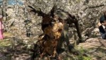 花見客が騒然「福岡城さくらまつり」開催中の舞鶴公園（福岡市中央区）で桜の木が倒れる　けが人なし