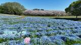 「【ドローン映像】桜とネモフィラが見頃　ピンクとブルー春だけの景色　福岡市の海の中道海浜公園」の画像1