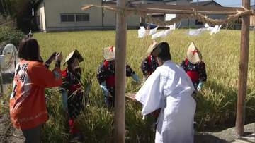 宮中行事｢新嘗祭｣に献上する福岡県産米｢元気つくし｣を刈り取り　福岡県大川市で
