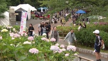 若松区の高塔山公園で「あじさい祭り」約７万４９００株　植樹で数は３倍に