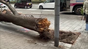 「いつもより少し強めの風が吹いてて・・・」　約14メートルの街路樹のケヤキが根元から折れる