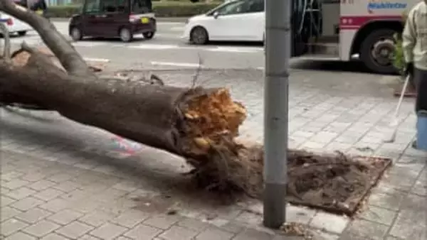 「いつもより少し強めの風が吹いてて・・・」　約14メートルの街路樹のケヤキが根元から折れる